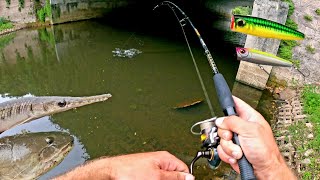 Florida urban canal fishing. Topwater fishing - Gar fish, bowfin, Bass