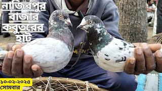 নাজিরপুর বাজার কবুতরের হাট ১০-০২-২০২৫ সোমবার | Pigeon Price 2025 | Pigeon Market in 2025 Bangladesh