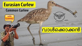 Eurasian Curlew | Common Curlew | Numenius arquata | Val Kokkan | വാൾക്കൊക്കൻ | Wildlife | Malayalam