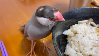 ごはんの温もりで気持ちよくなっちゃう文鳥　java sparrow