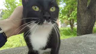 Sweetest Tuxedo Cat Recognizes Me From A Distance