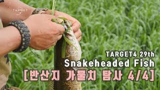 부여 반산지 가물치 탐사 [TARGET4 29회 4/4]