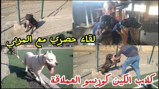 كلاب كين كورسو العملاقة🐕‍🦺لقاء حصري مع المربي حول طرق رعاية و تدريب نصائح البناء علاقة قوية مع كلبك!