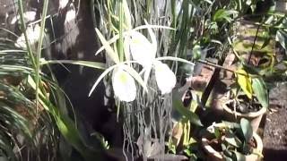 Brassavola perrinii in Bloom