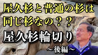 【意外と知らない】屋久杉と普通の杉って同じ杉なの？ Yakusugi Japan