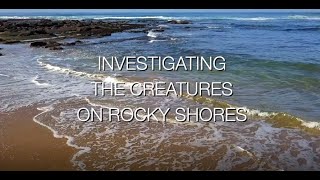 Investigating Rocky Shores- Zones and Common Species