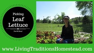 How To Pick Leaf Lettuce From The Homestead Garden