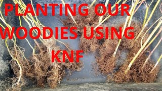 Planting Our Woodies Using KNF