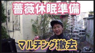 【薔薇の休眠準備】マルチング撤去の巻き！