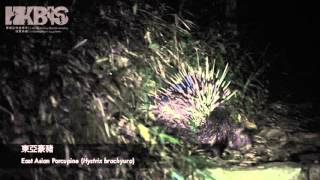 東亞豪豬 East Asian Porcupine (Hystrix brachyura)