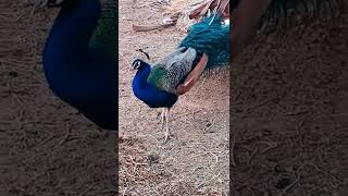 #subhanallah burung merak biru cantik terindah bikin orang Gemes melihatnya #shorts