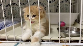 [Kitten] The night when a 57-day-old kitten arrived! [Baby Scottish Fold]