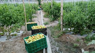 1st harvest sa kamates 🍅 Diamante max f1 na variety