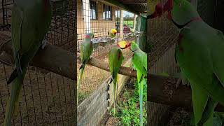 Clearhead Green Alexandrine Parrot #cute #beautiful #viral #amazing #mutation #shorts