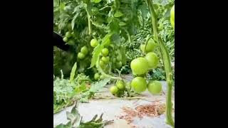 Green tomatoes 🍅