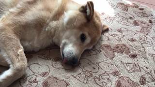 【柴犬雑種】舌をしまい忘れたまま寝ているモカちゃん【小寺健太のペット】