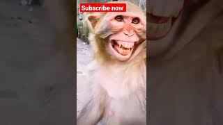 Monkey jokes#monkey ki hassi#comedy monkey#short#viral#trending#shortviral#Monkey video#short monkey