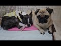 眠気が眠気が 犬 パグ 多頭飼い 犬のいる生活 眠い犬 犬動画