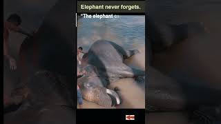 elephant whisperer documentary  #youtubeshorts #oscars2023 #shorts #trending  @techdarsh
