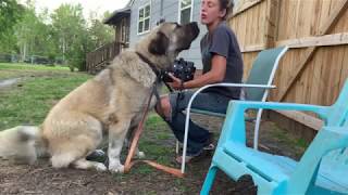 Muzzle Training Crash Course Style