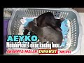 PROSES PERSALINAN KUCING AEYKO MELAHIRKAN, anaknya malah DIREBUT sama Milkee❗