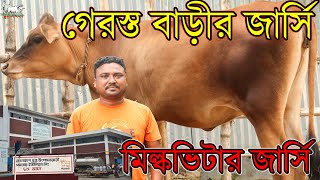 ১০০% বাঘাবাড়ীর মিল্কভিটার অর্জিনাল রেডী জার্সি বকনা দেখুন। পিওর ব্রীডের জার্সি বকনা কোথায় পাবেন?