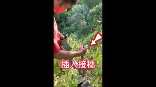 果樹嫁接那些事分享，盡量當天鋸砧木，當天嫁接完接穗Share those things about fruit tree grafting,saw the rootstock，finish graft