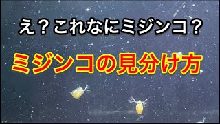 え？これなにミジンコ？？ミジンコの見分け方！！