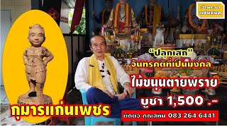 กุมารแก่นเพชร (ไม้แก่นขนุนตายพราย) บูชา 15 ใบแดง พร้อมจัดส่ง