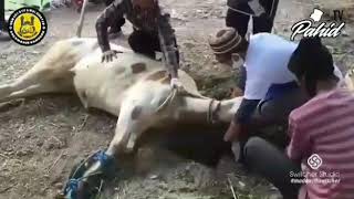 NYARIS GAGAL | SAPI PERTAMA | TEAM SUPPORT BELUM READY