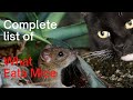 Mouse Predators: Complete List of What Hunts and Eats Mice!