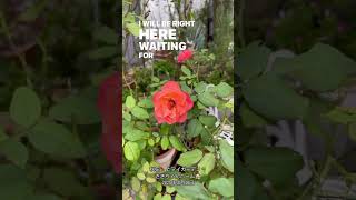 【SD動画】2024年10月18日  秋の花が咲いています。 #flowers #garden #癒し#自然 #naturelovers #薔薇は美しく散る #ばらの花 #rosegarden