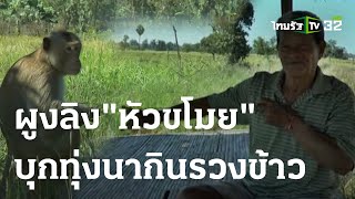 ชาวนาเดือดร้อนหนัก ฝูงลิงป่าบุกกินรวงข้าว | 03 พ.ย. 66 | ห้องข่าวหัวเขียว