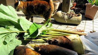 猫親子と春の山菜 🌿 Wild Edible Plants of Spring Part 2