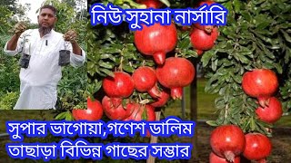 নিউ সুহানা নার্সারিতে সুপার ভাগোয়া,গণেশ ডালিম তাছাড়া বিভিন্ন গাছের সম্ভার।। #plantcare