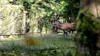 Kronhjort ulige 20 ender med bægerkrone Gludsted Plantage