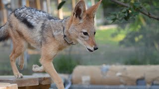 Anubis the Jackal is super excited and chats a lot!