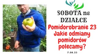 Pomidorobranie 2023… które odmiany polecamy?🍅🍅🍅🍅🍅