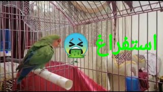 كيف اعالج الاستفراغ عند طيور الحُب 🕊️