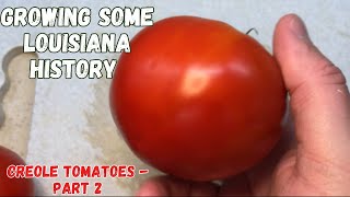 Growing Some Louisiana History© - Creole Tomatoes - Part 2