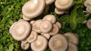 The world of mushrooms മഴക്കാലത്ത് മുളച്ചു വരുന്ന കൂണുകൾ കണ്ടിട്ടുണ്ടോ 😄  mashroom garden malayalam