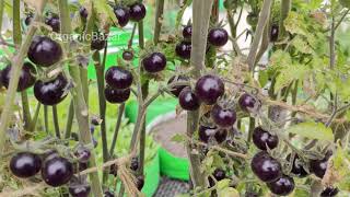 Blue Cherry Tomato video | नीले चेरी टमाटर | OrganicBazar