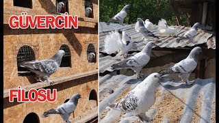 KÜMESİMDEKİ GÜVERCİN FİLOSU! ( Taklacı, Paçalı ve Sepet )