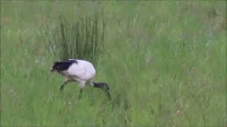 Foraging technique of the African Sacred Ibis - PROBING