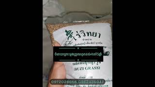 ពូជស្មៅរ៉ូស៉ី​  Ruzi  Grass