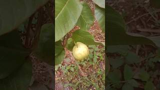 தினம் ஒரு கொய்யாப்பழம் வீட்டில் ஒரு மரம்.A guava a day is a tree in the house 💯 Organic farming 😋👌💪🍏