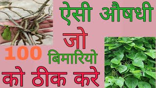 गिलोय (Giloy) के औषधीय गुण एवं फायदे |गिलोय (Giloy) के चमत्कारी फायदे |The unique घरेलू Treatment