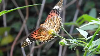 ツマグロヒョウモンチョウ(Indian Fritillary)(♀)