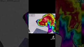 Veterinary Thermography - What’s Your Diagnosis?