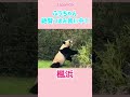 飼育員さんには内緒‼️自生の笹をつまみ食いする子パンダ🐼楓浜🍁アドベンチャーワールド 楓浜　 ふうひん アドベンチャーワールド　 パンダ